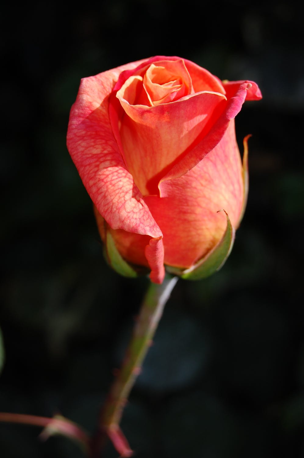 特写  玫瑰绽放  粉红色  花瓣 植物群  绽放  花朵桌面  花的