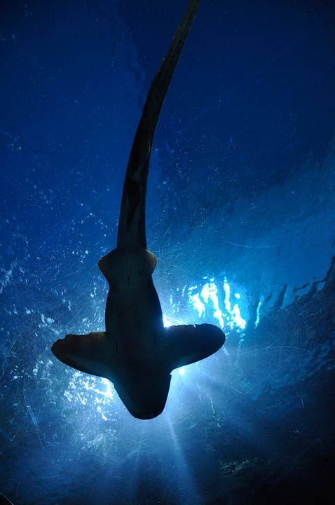 鲨鱼,鱼,双髻鲨,水族馆,曼谷,泰国